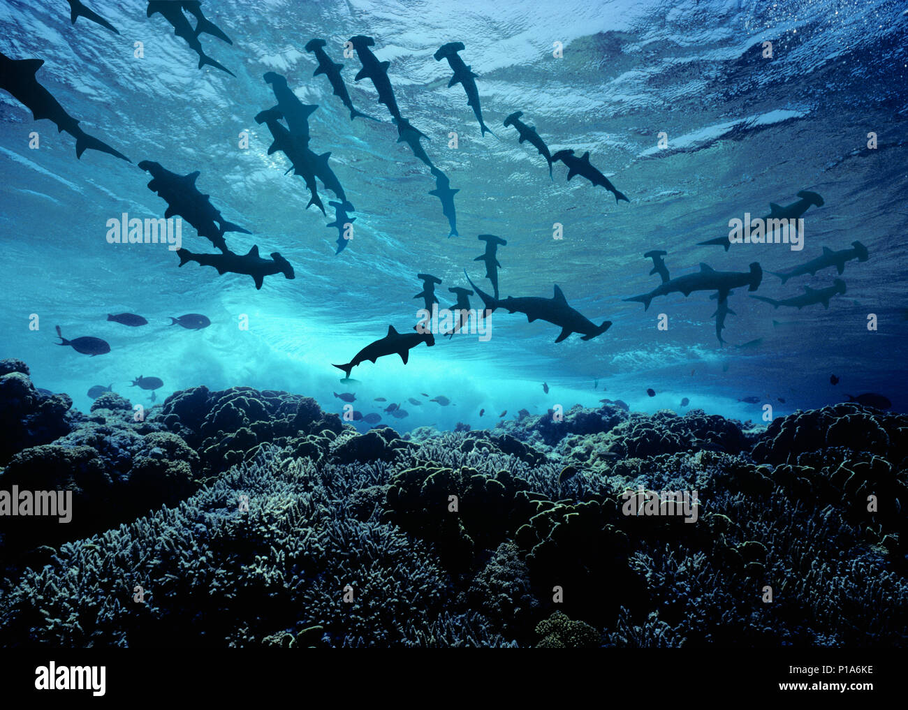 Le requin-marteau halicorne (Sphyrna lewini) scolarité en courant avec Barberfishes (Heniochus nigrirostris), l'île Cocos, Costa Rica - Océan Pacifique Banque D'Images