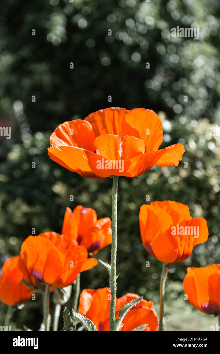 Un coquelicot debout la tête d'un groupe Banque D'Images