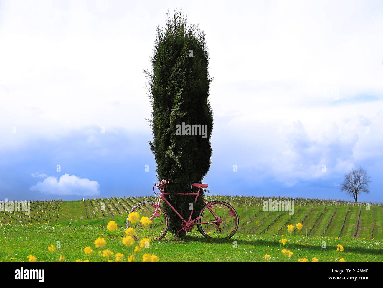Un vélo rose dans un domaine lié à un cyprès. Banque D'Images