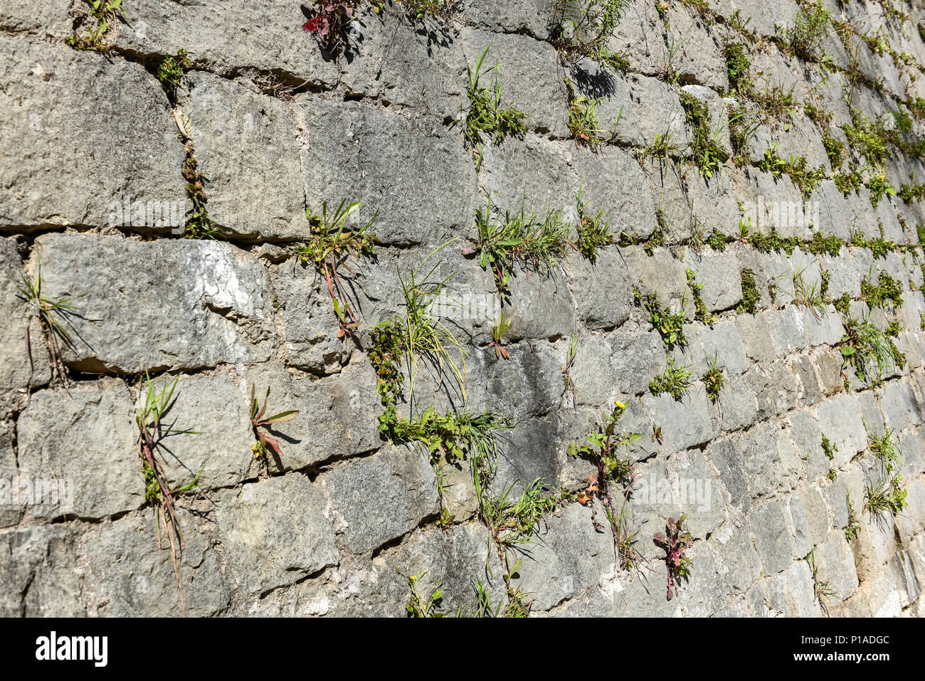 Vieux château de pierre mur de brique en pierre dalles. Mur fortifié médiéval ancienne clôture avec l'herbe verte et de mousse texture pattern. Banque D'Images