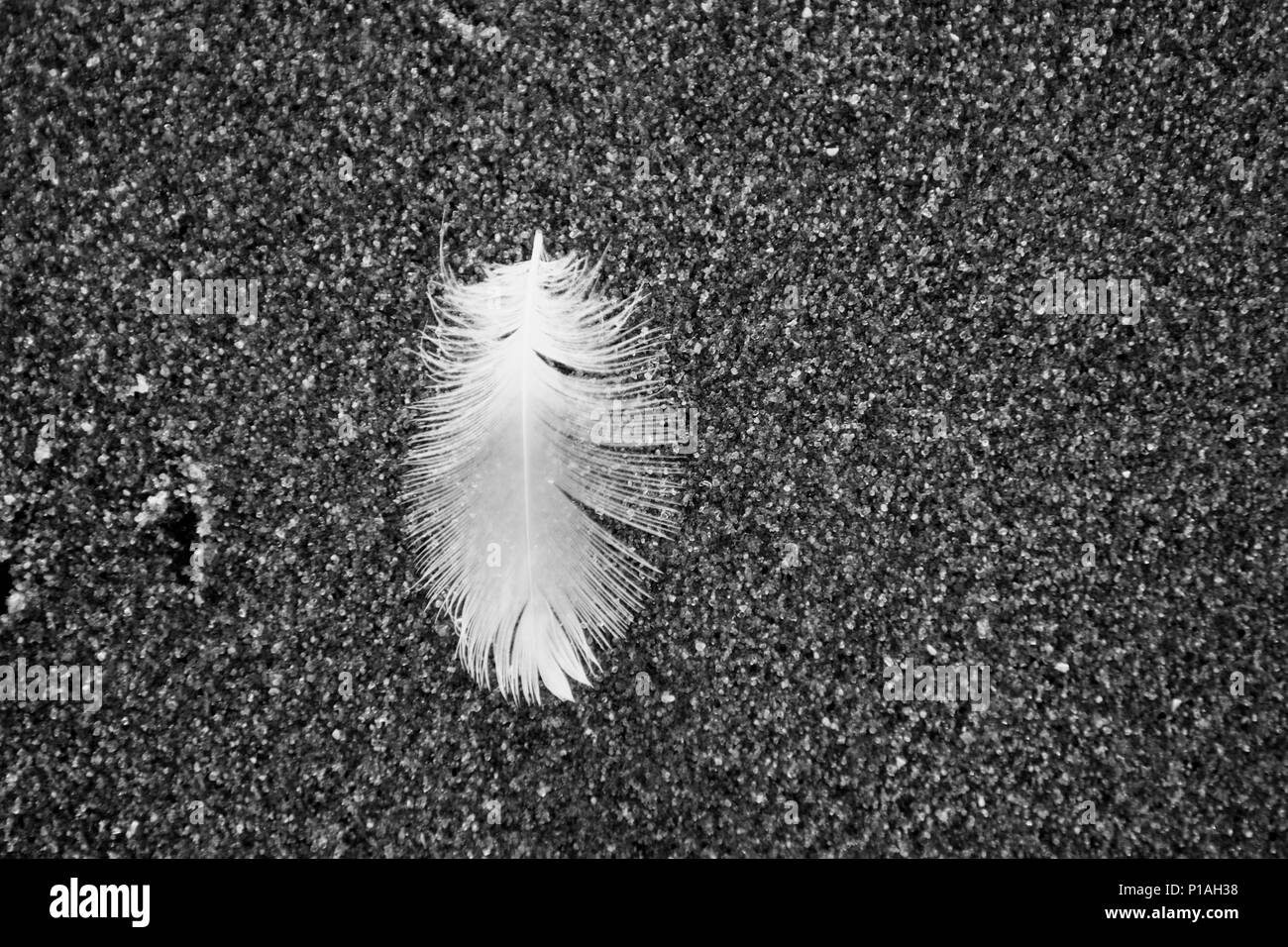Plume sur le sable (noir et blanc) Banque D'Images