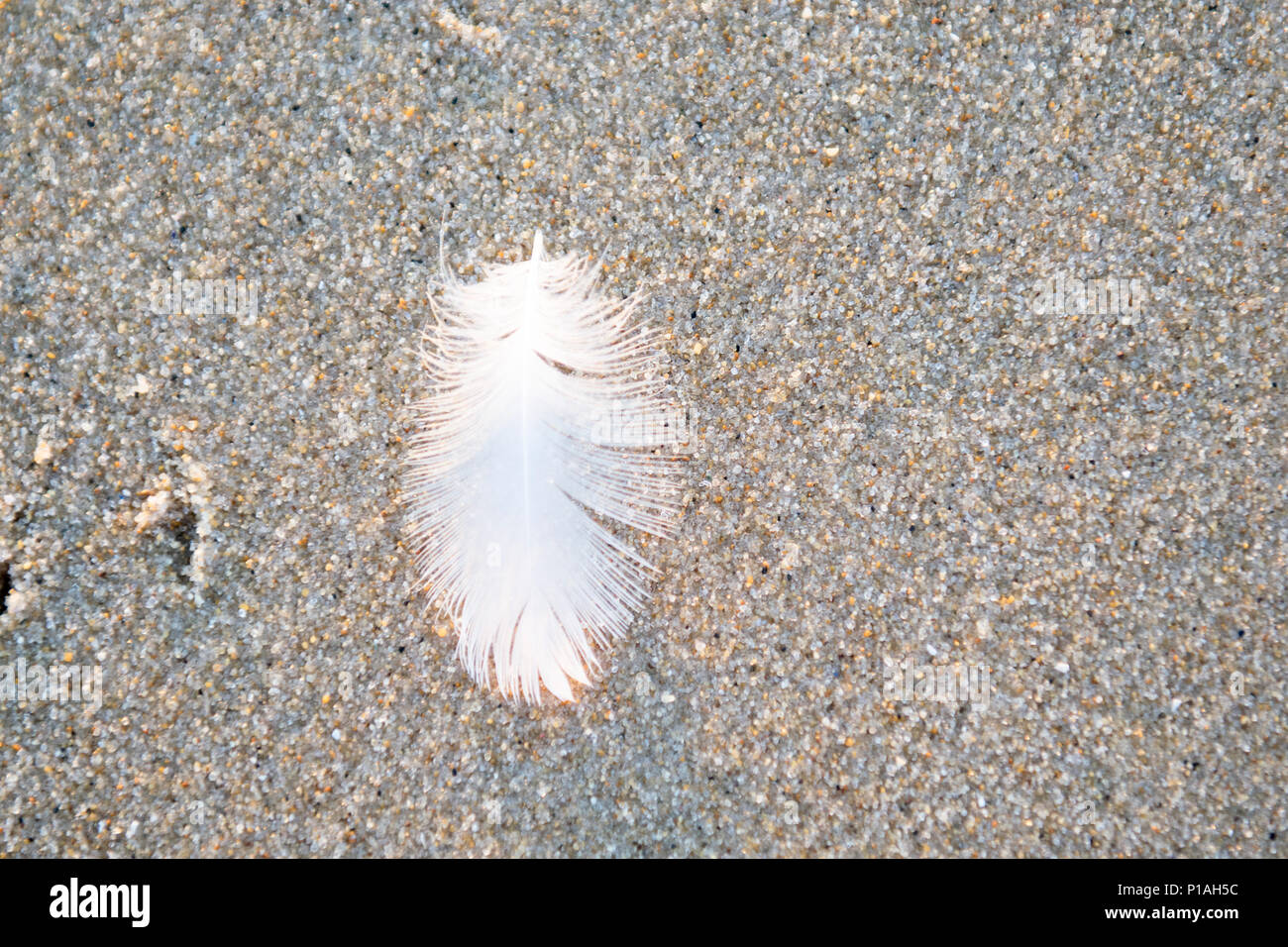 Plume sur le sable Banque D'Images