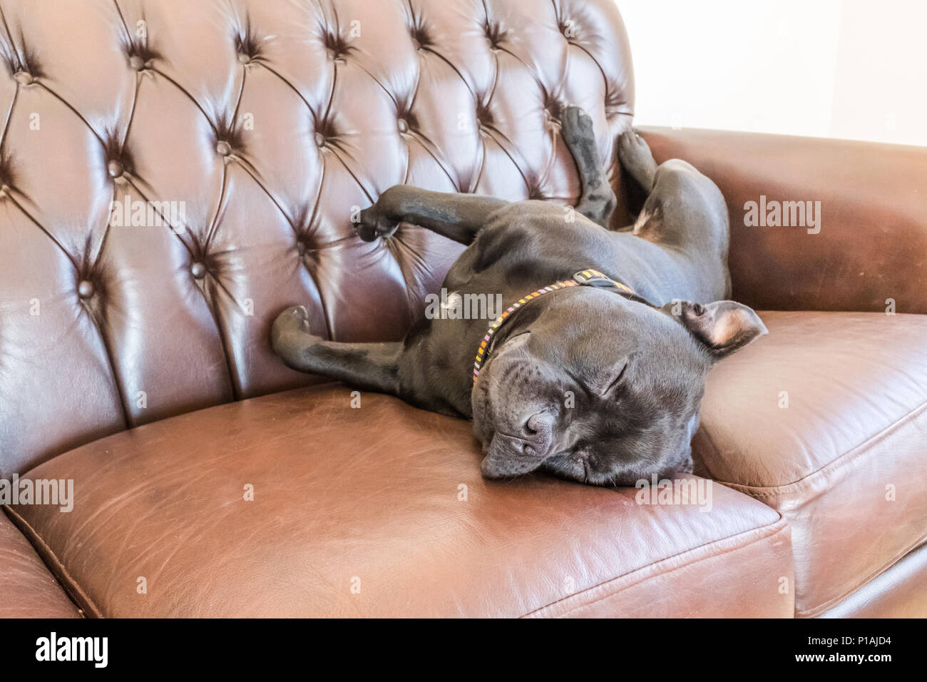 Staffordshire Bull Terrier Noir chien endormi sur un canapé en cuir marron style vintage Banque D'Images