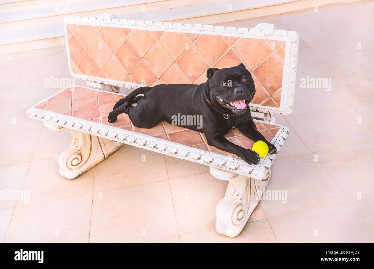 Happy black Staffordshire Bull Terrier chien couché sur un banc en pierre avec une balle de tennis à l'appareil photo Banque D'Images