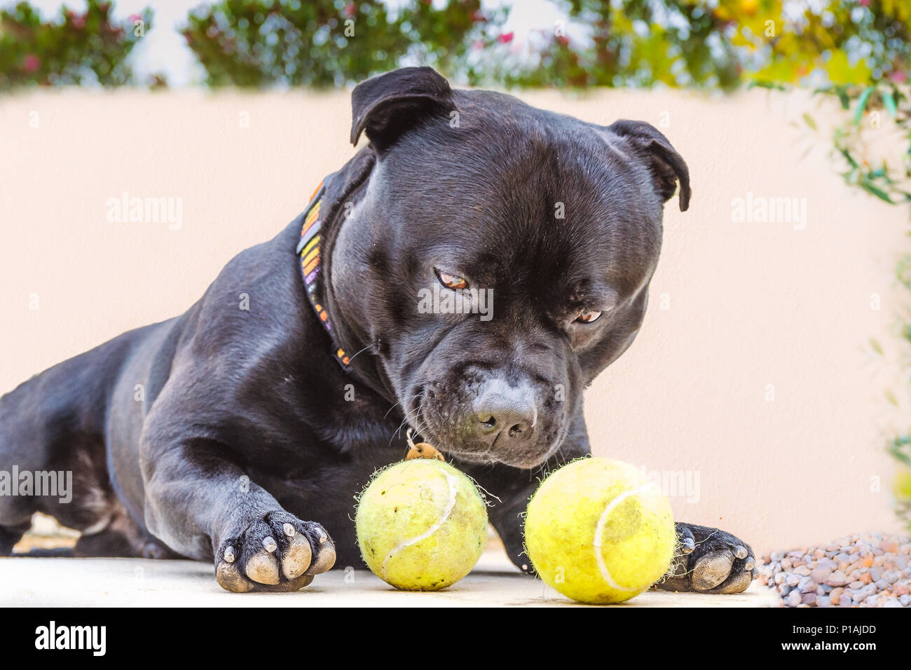 Décontracté noir Staffordshire Bull Terrier chien couché à l'extérieur à deux balles de tennis en essayant de décider lequel sélectionner. Banque D'Images