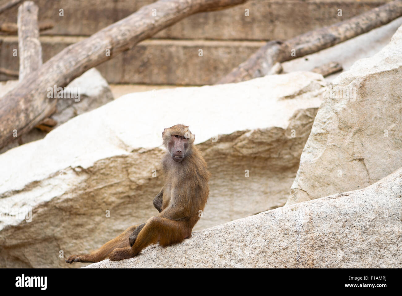 Babouin assis seul dans le zoo de Madrid, Espagne Banque D'Images