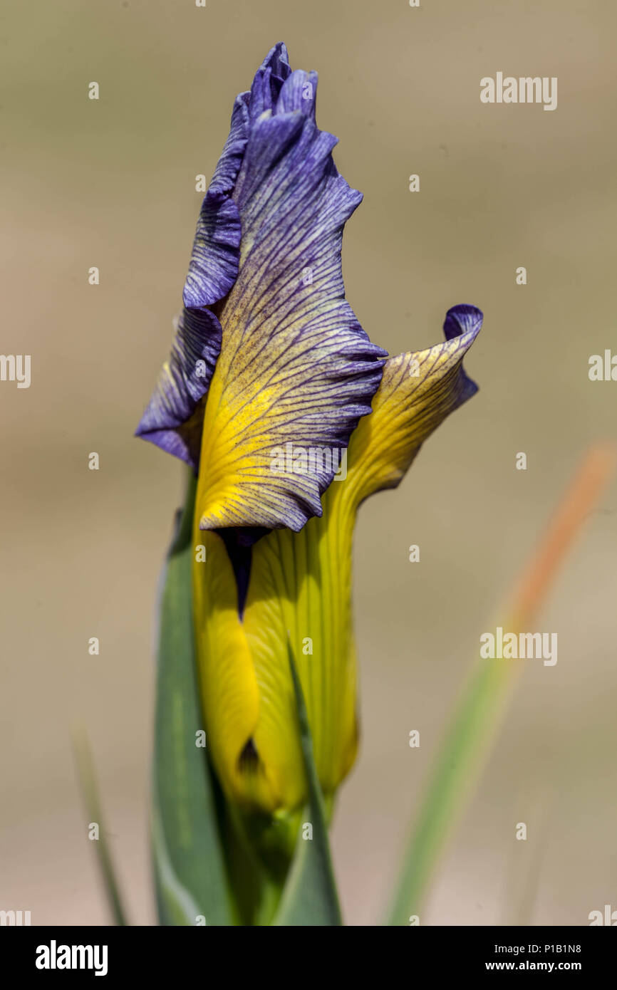Bleu jaune Iris smia fleur bud 'tempérament' gros plan iris bud fleur portrait Banque D'Images