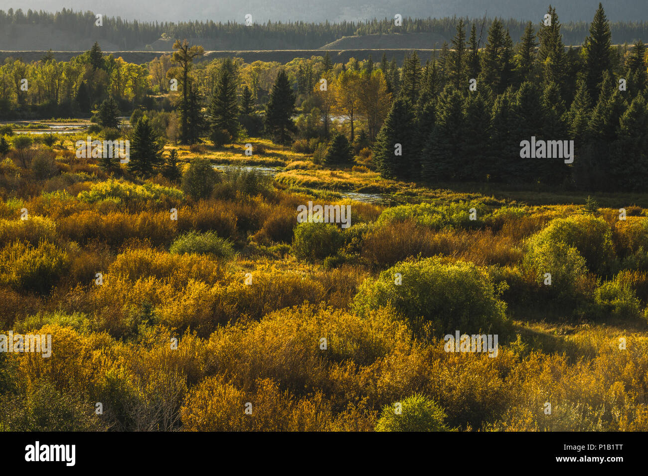 Des buissons et des arbres sur une après-midi d'automne au plus tard dans le Grand Teton National Park. Banque D'Images