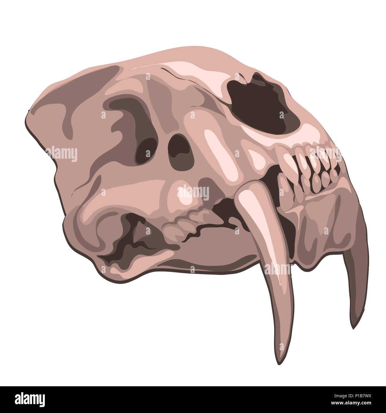 Tigre crâne isolé sur fond blanc. Cartoon Vector illustration close-up. Illustration de Vecteur