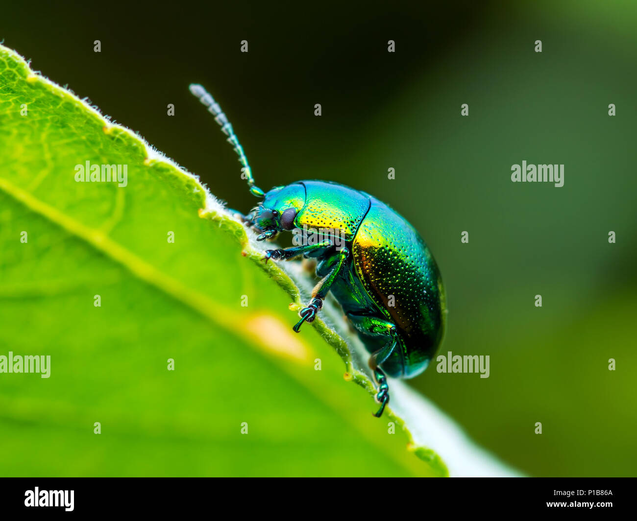 Chrysolina Coerulans feuille de menthe bleue insecte coléoptère rampant sur feuille Macro vert Banque D'Images