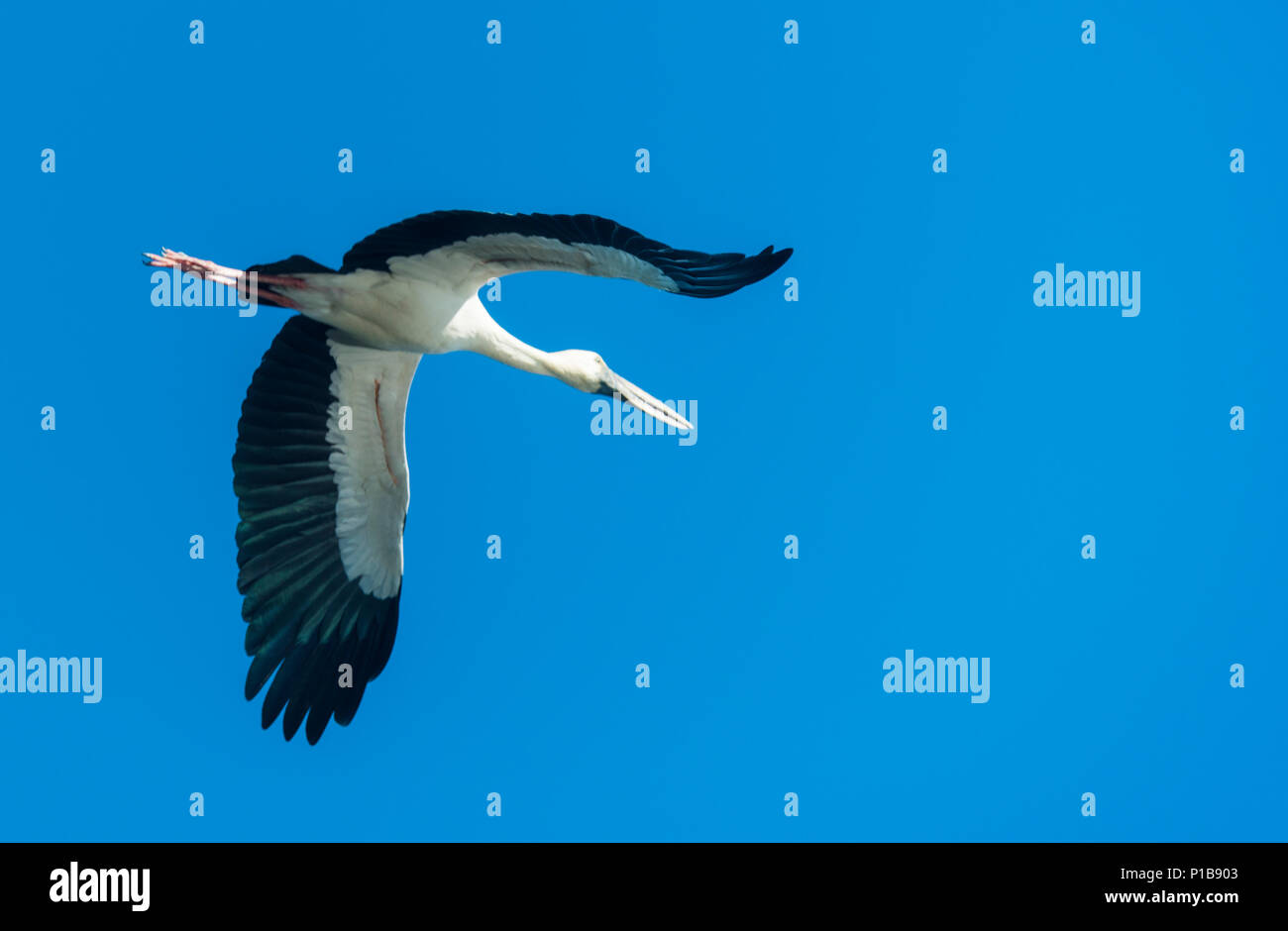 Ouvrez-billed stork, Asian openbill Banque D'Images
