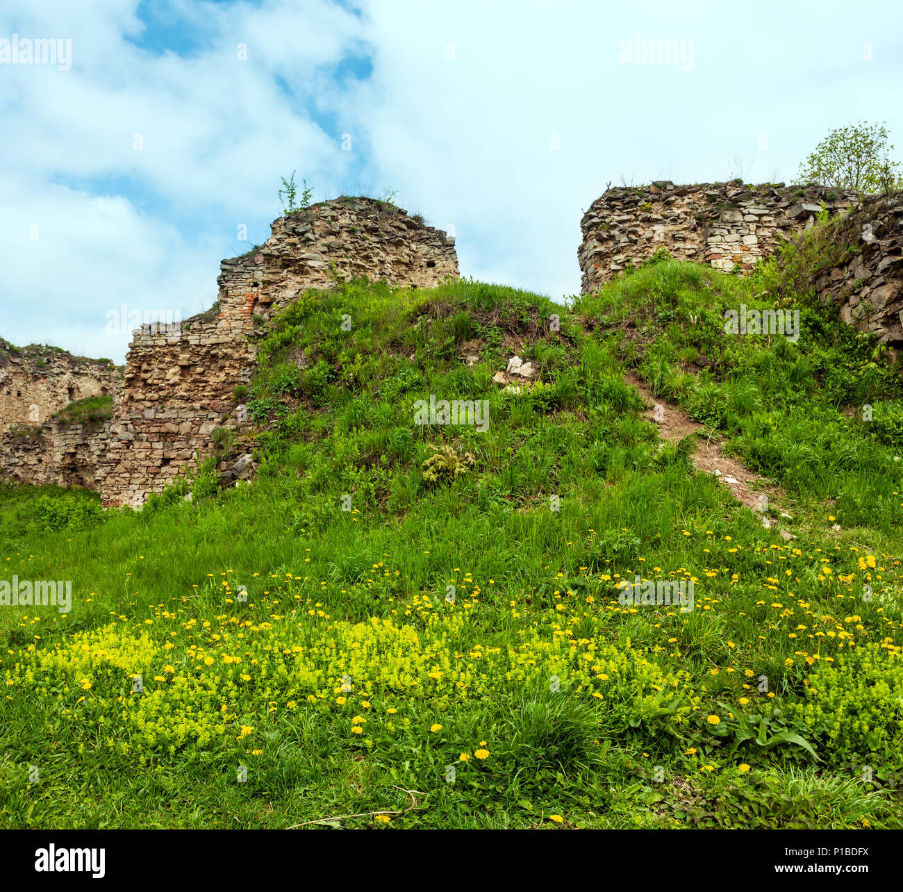 Pissenlit dans Jazlovets glade Spring castle ruins, District de Boutchatch, Ternopil Région, l'Ukraine. Il a été construit à partir de la 14e à la 17e siècle. Banque D'Images