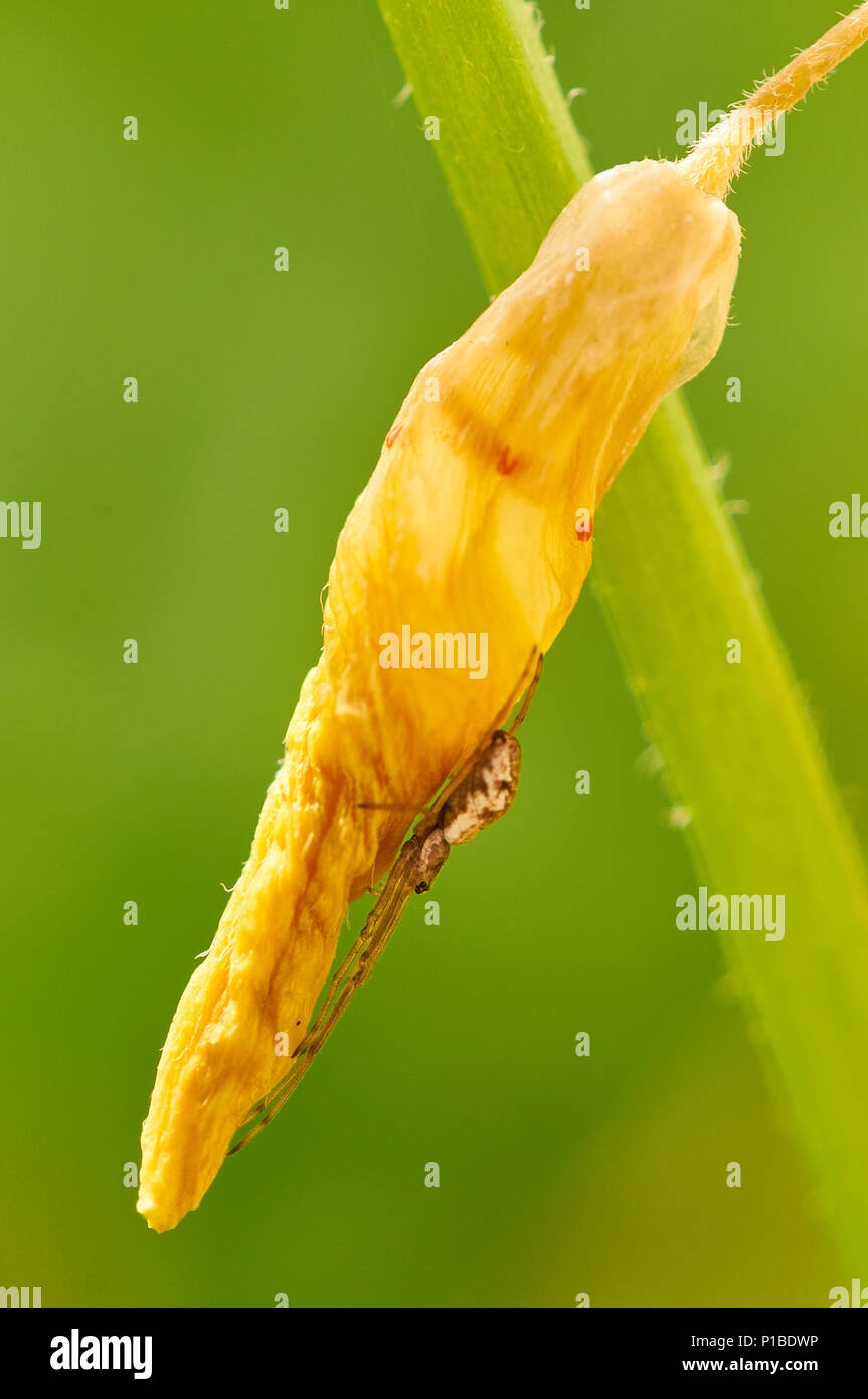 Araignée tisserand à mâchoires longues (Tetragnata sp.) Camouflé sur une fleur jaune dans le parc naturel de ses Salines (Formentera, Îles Baléares, Espagne) Banque D'Images