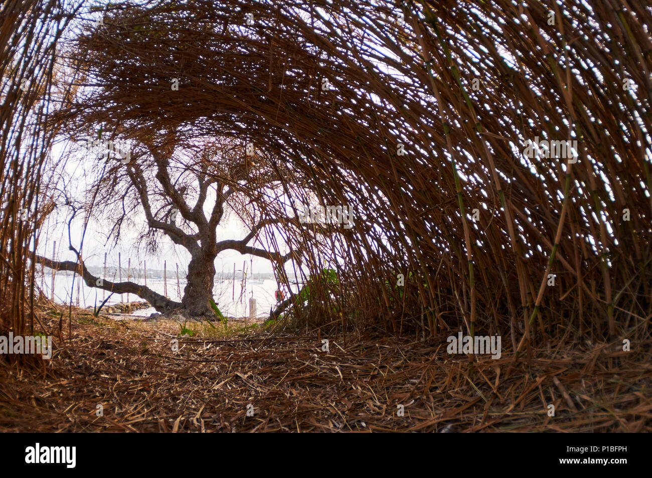 Tunnel de Reed, la silhouette des arbres près du littoral à l'Estany des Peix lagune marine dans le Parc Naturel de Ses Salines (Formentera, Iles Baléares, Espagne) Banque D'Images