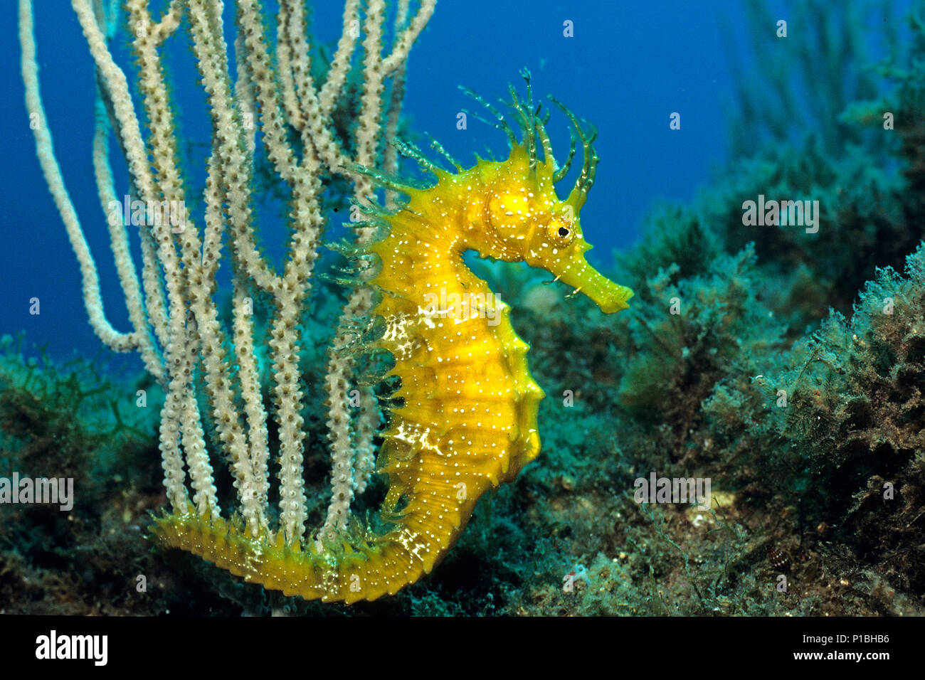 Hairy seahorse ou Manes" (Hippocampus ramulosus), Majorque, Baleares, Espagne Banque D'Images