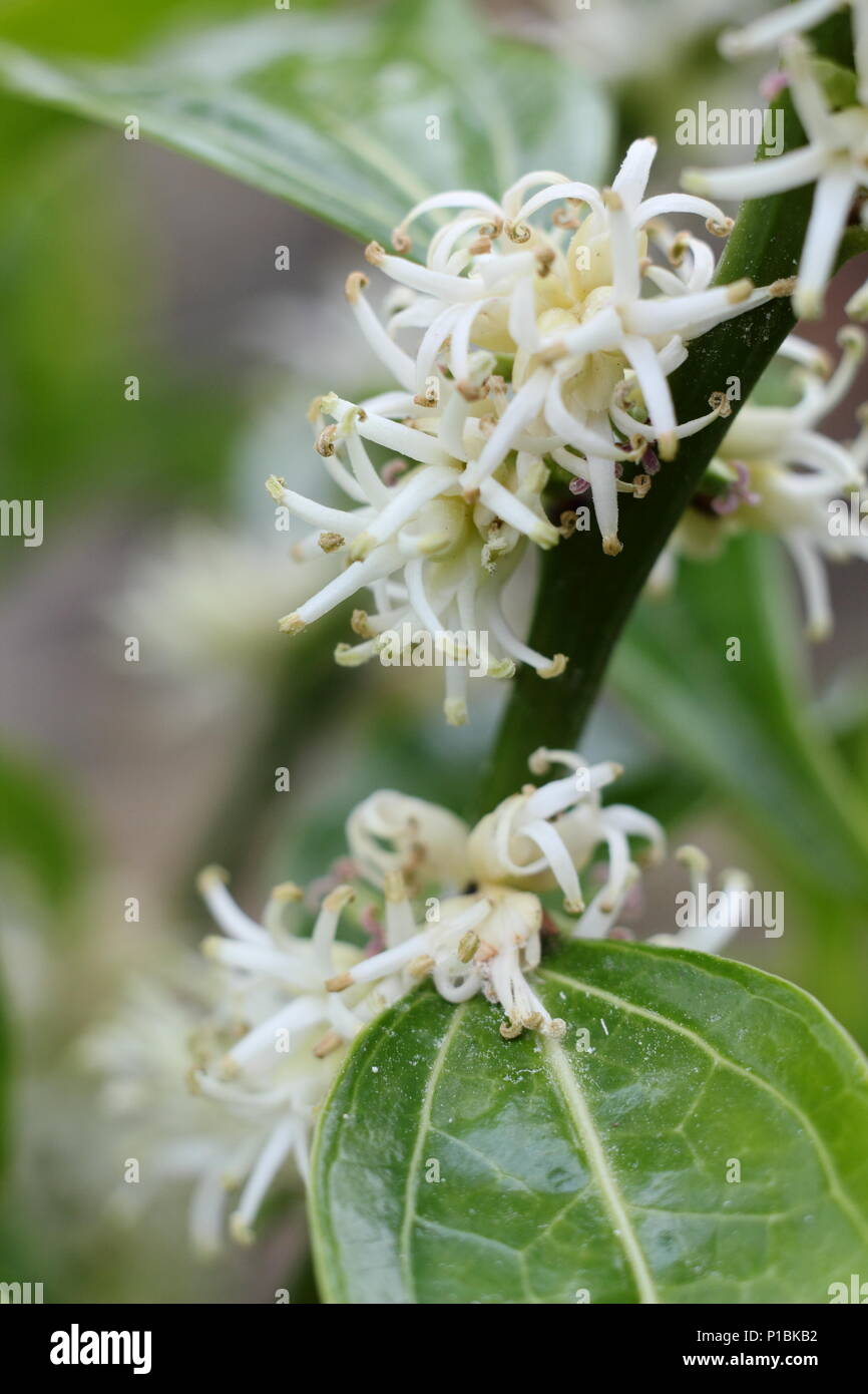 Sarcococca wallichii. Fleurs parfumées de Sarcococca wallichii, appelé aussi fort ou doux fort de Noël, en fleurs dans un jardin d'hiver, UK Banque D'Images