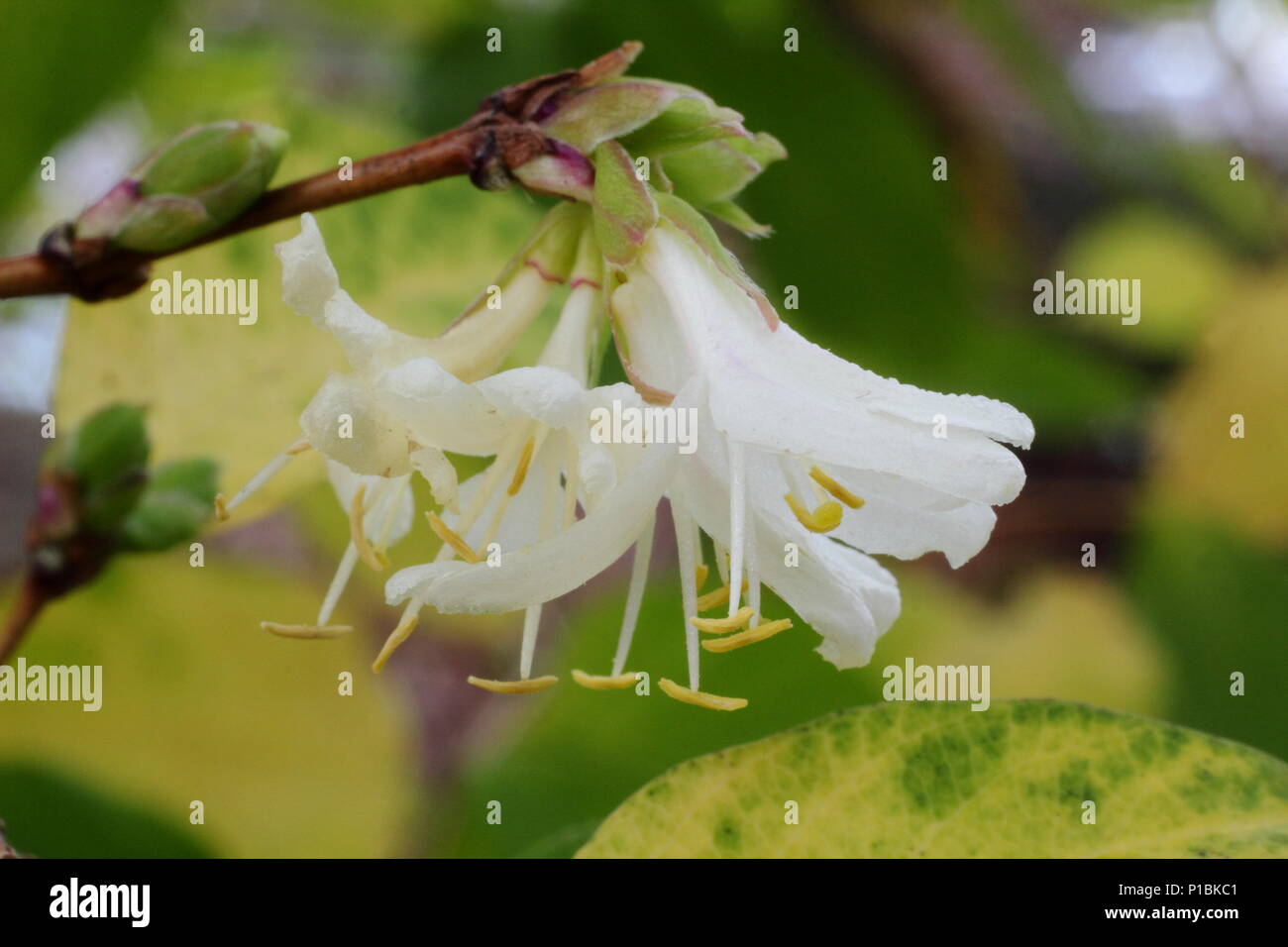 × Lonicera purpusii 'Winter Beauty' chèvrefeuille en fleur au milieu de l'hiver, England, UK Banque D'Images