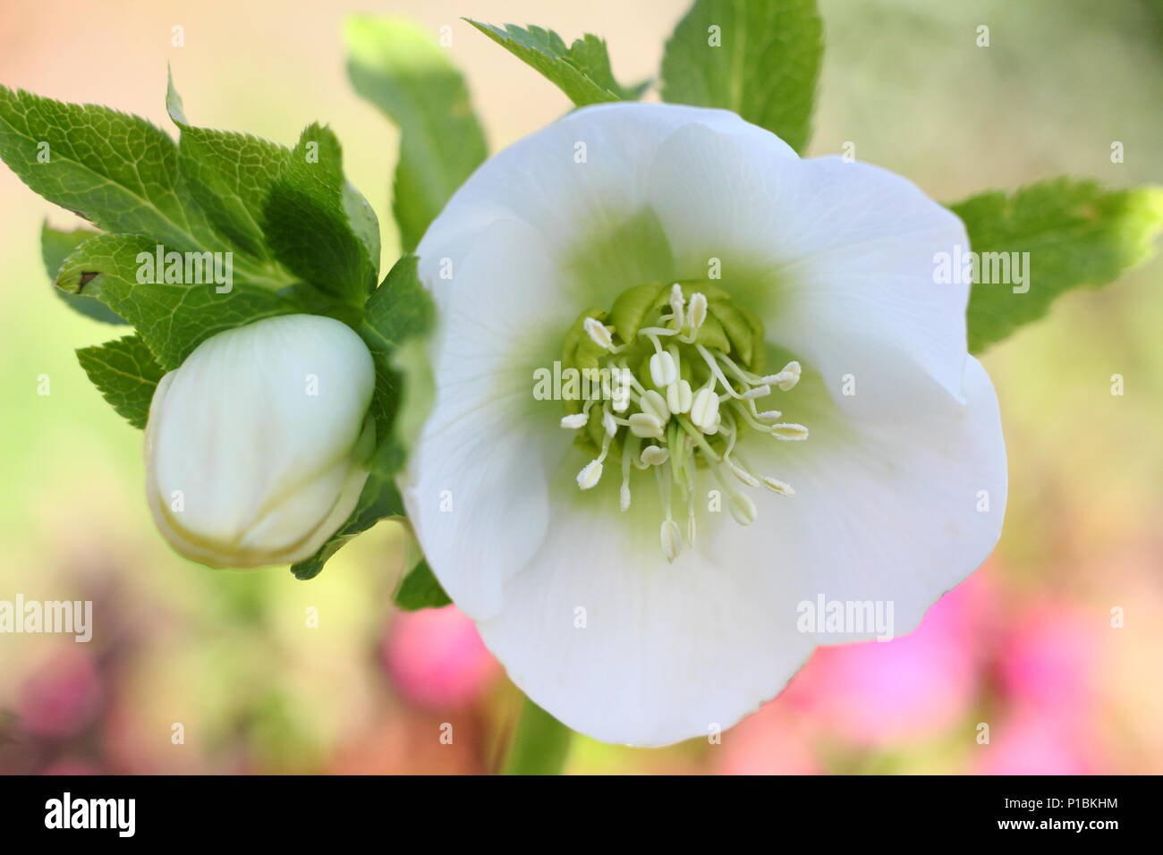 Helleborus x hybridus. Hybride blanc Lenten rose en fleur dans un jardin d'hiver en février, UK Banque D'Images