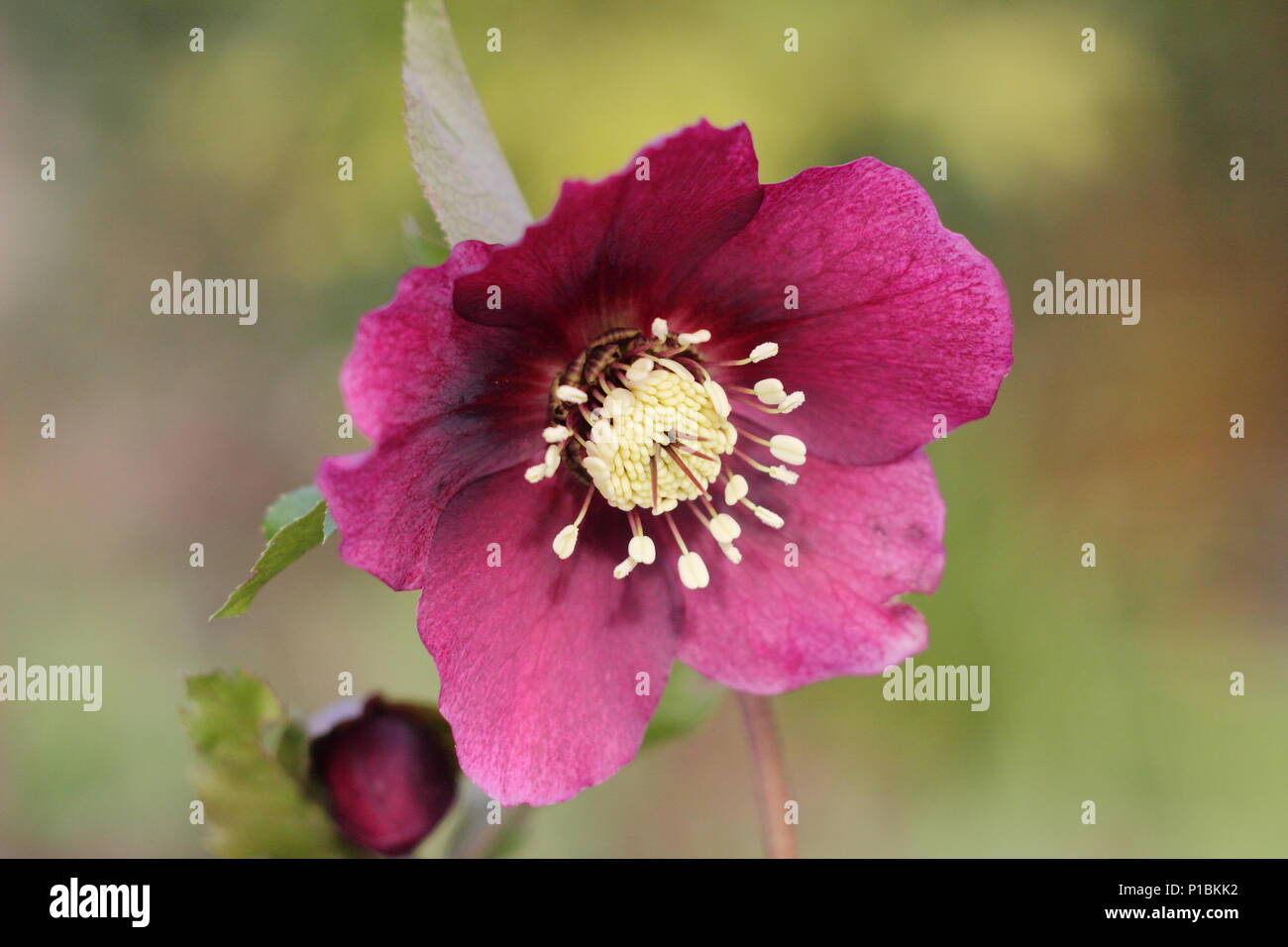 Helleborus x hybridus. Hybride rose foncé Lenten rose en fleur dans un jardin d'hiver en février, UK Banque D'Images