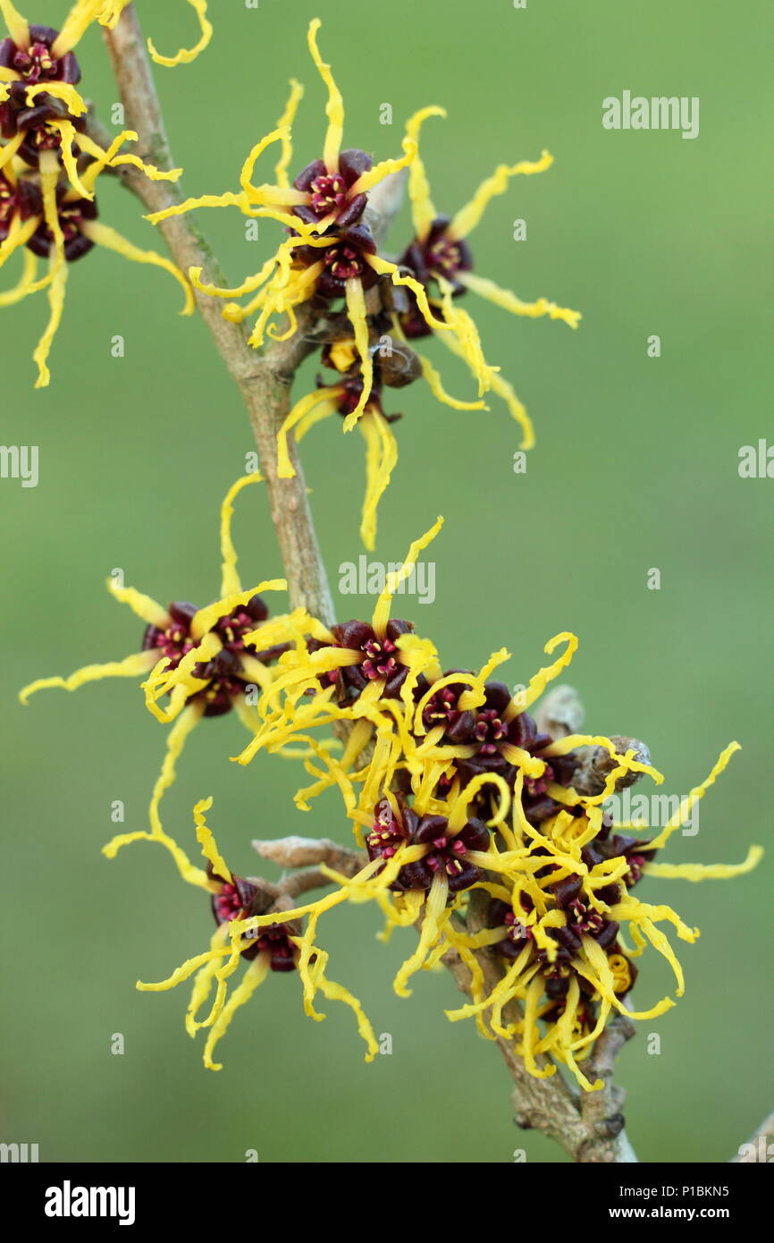 Hamamelis japonica 'Arborea', le japonais l'hamamélis en fleurs en février dans un jardin d'hiver, UK Banque D'Images