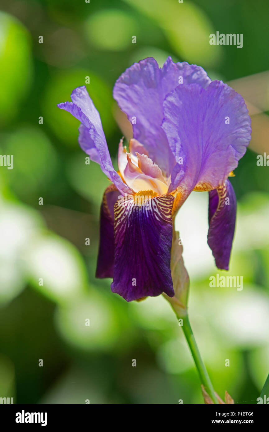 Un Iris en pleine floraison - Cape Cod, Massachusetts, USA Banque D'Images