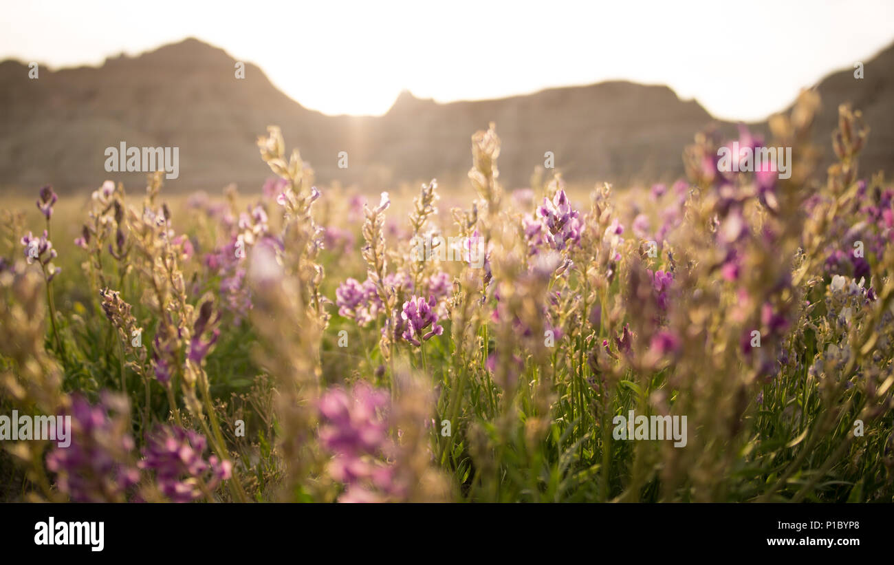 Fleurs au lever du soleil dans les Parcs Nationaux de Badlands Banque D'Images