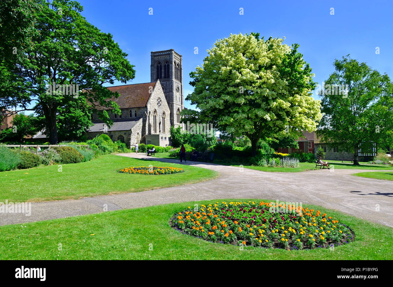 Brenchley Gardens et St Faith's Church, Maidstone, Kent, Angleterre, Royaume-Uni. Sycomore panaché Banque D'Images