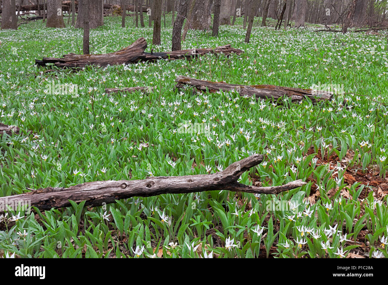 Une grande colonie de truite blanche de lys se répand dans les journaux des carbonisés tombé du sol de la forêt. Au début du printemps, la truite lys sont l'un des premiers Banque D'Images