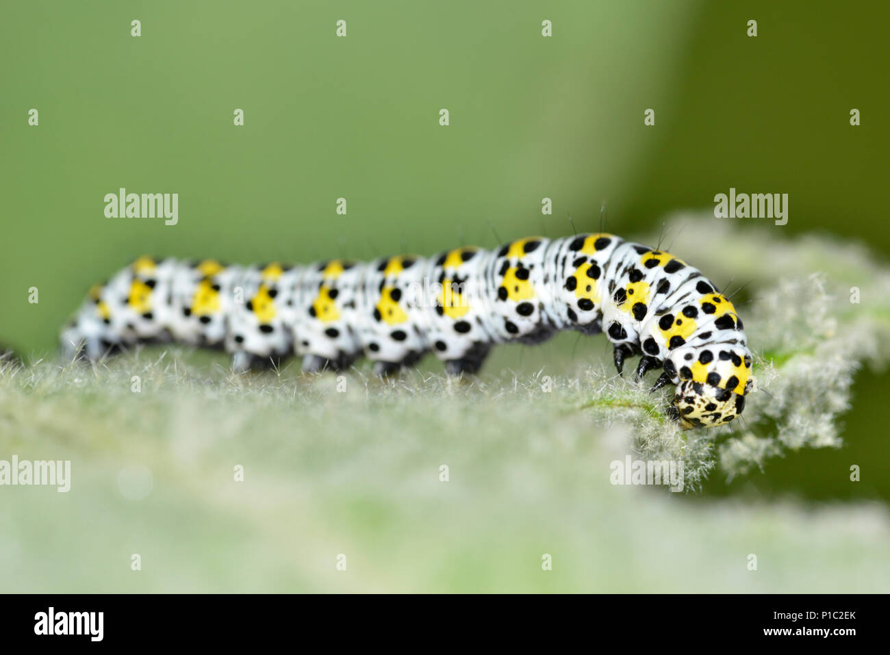 Mullein Moth caterpillar - Cucullia verbasci Banque D'Images