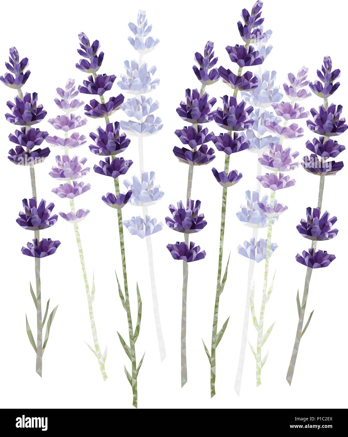 La lavande isolé sur fond blanc vector illustration Illustration de Vecteur