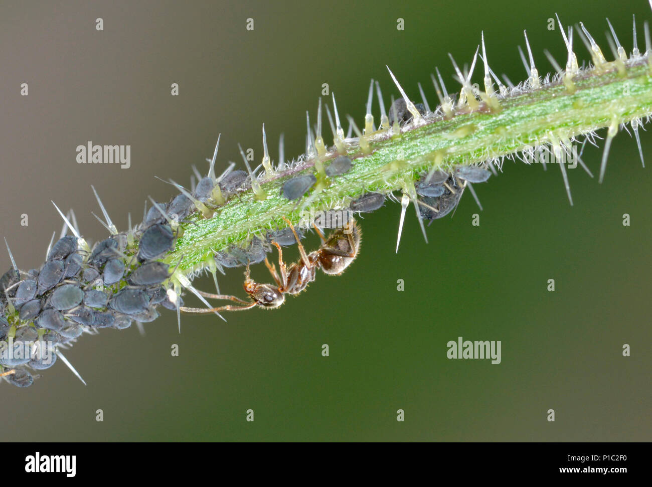 Fourmi Lasius niger - noir - pucerons de traite Banque D'Images