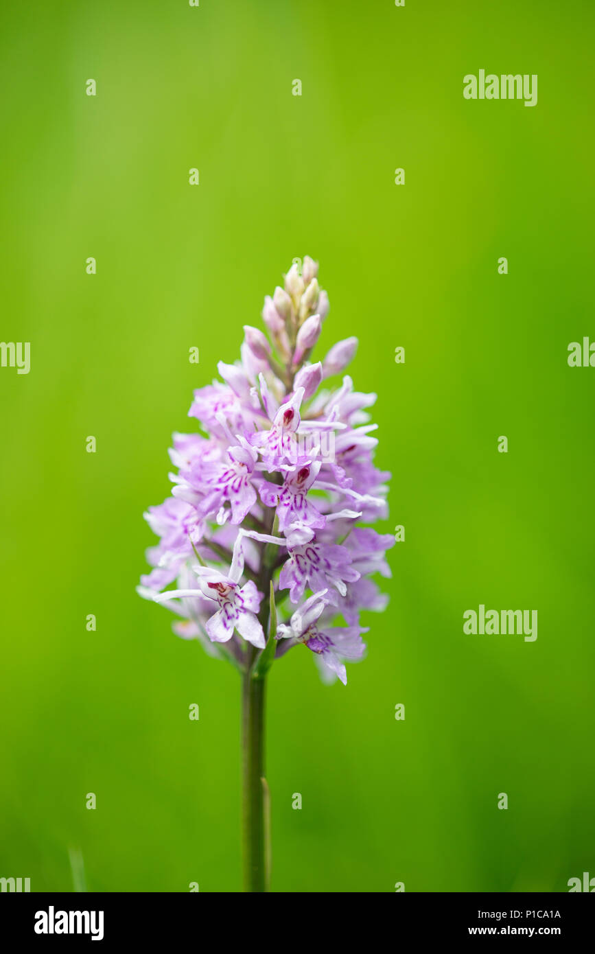 La Commune : Orchidée Dactylorhiza fuchsiii. Surrey, UK Banque D'Images