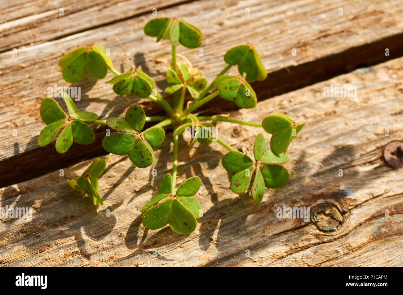 L'oxalide de Dillénius africains (Oxalis pes-caprae) plante poussant dans une fente d'un plancher de bois dans le Parc Naturel de Ses Salines(Formentera, Iles Baléares, Espagne) Banque D'Images