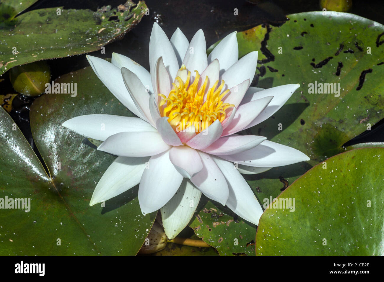 Une fleur blanche de nénuphars dans un étang de jardin fleurs blanches Nymphaea alba Banque D'Images
