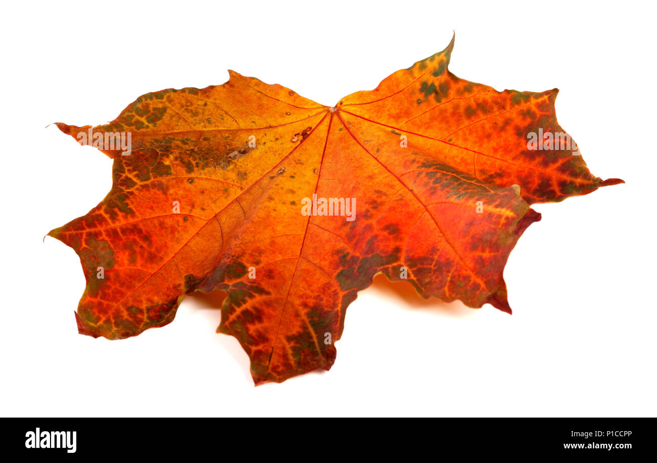 Automne feuilles d'érable rouge. Isolé sur fond blanc. Banque D'Images