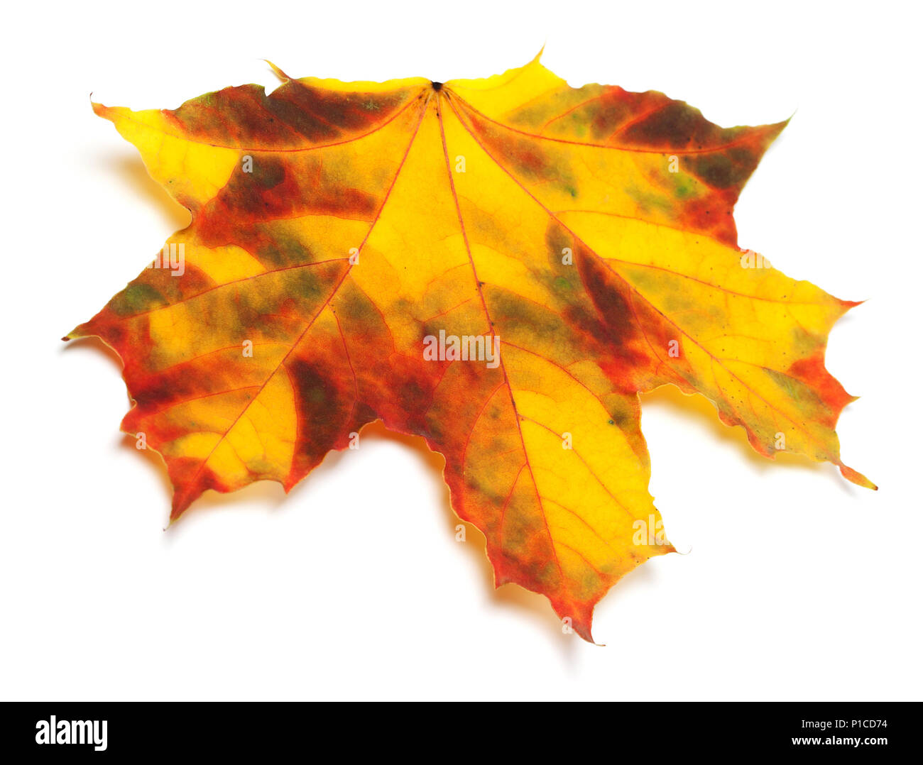 Multicolore automne feuille d'érable. Isolé sur fond blanc Banque D'Images