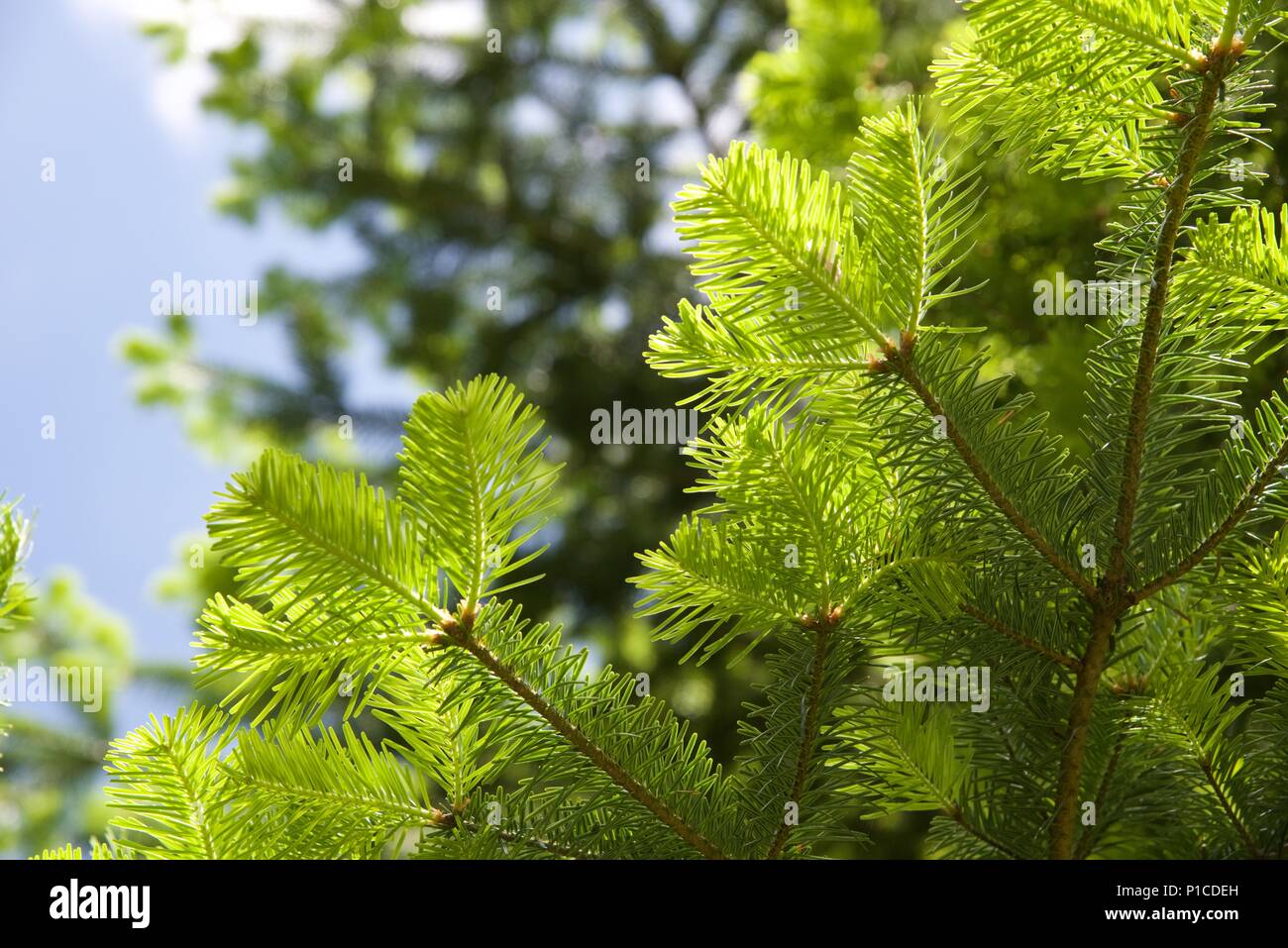 Sapin de Douglas (Pseudotsuga menziesii) : la nouvelle croissance sur un sapin de Douglas, pin d'Oregon ou Banque D'Images