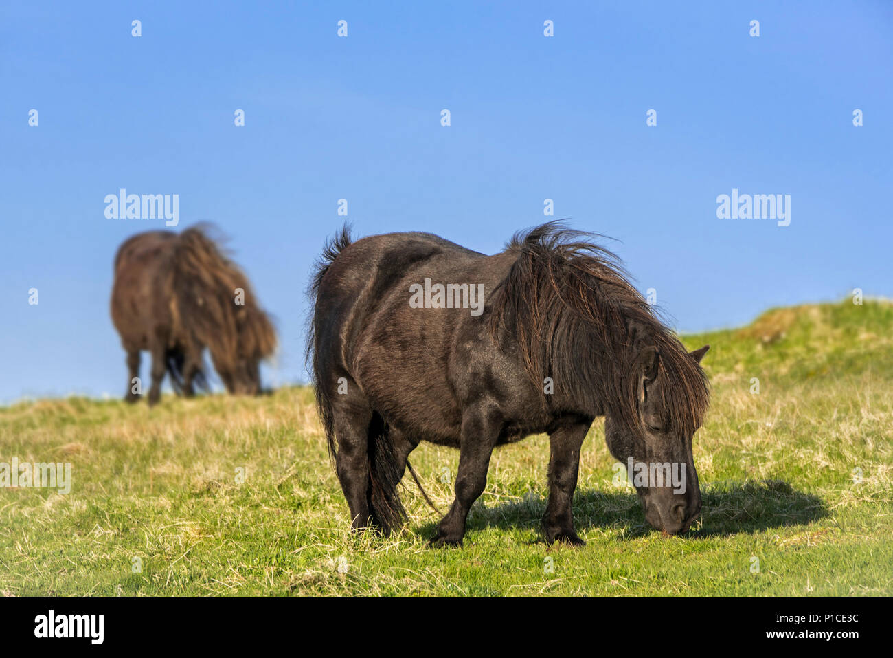 Deux poneys Shetland noir le pâturage dans l'herbage dans les îles Shetland, Écosse, Royaume-Uni Banque D'Images