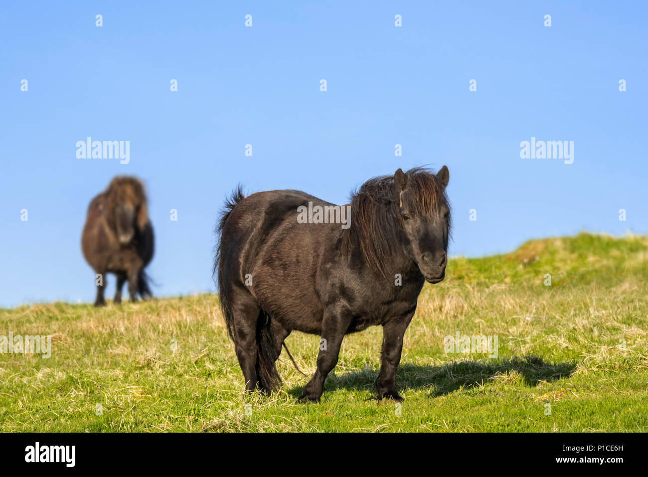 Deux poneys Shetland noir dans les prairies sur les îles Shetland, Écosse, Royaume-Uni Banque D'Images