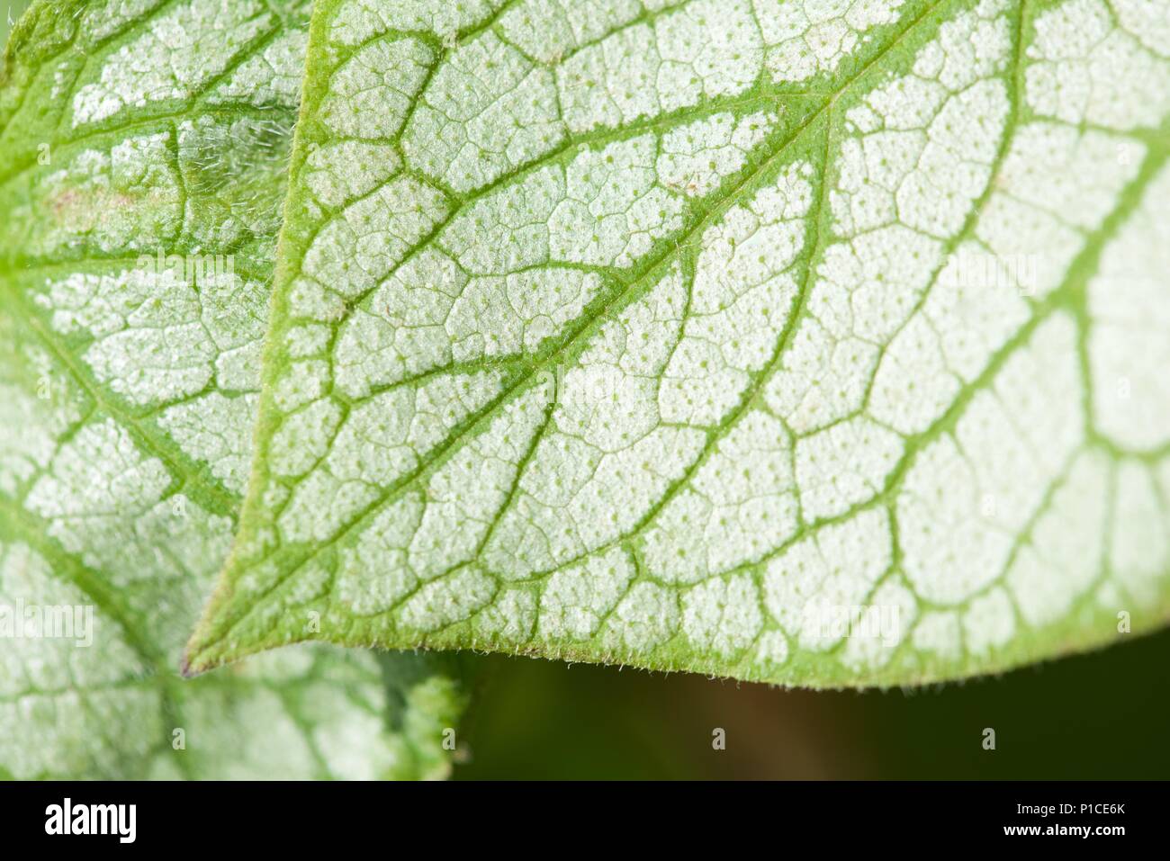 Pulmonaire (Pulmonaria) : un gros plan sur le schéma de feuilles Banque D'Images