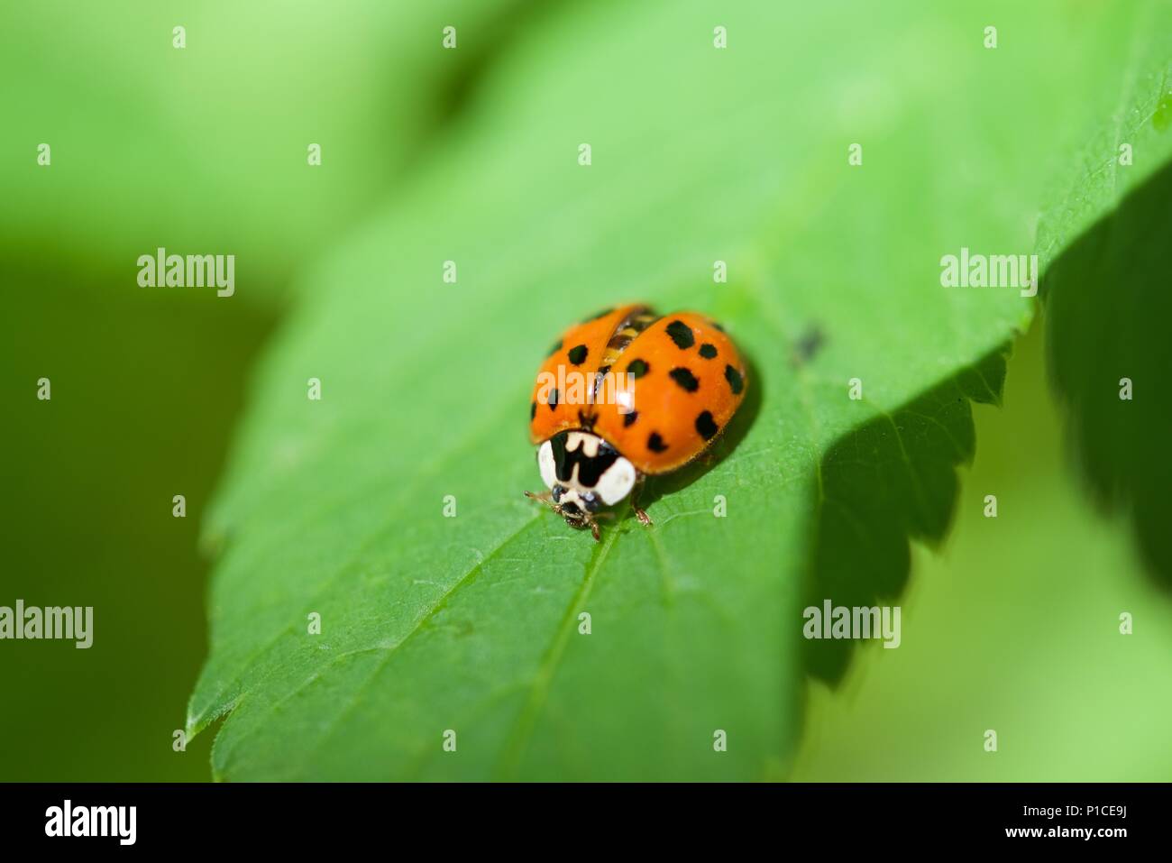 Ladybird (Coccinellidae) : gros plan d'une Coccinelle, coccinelle, ou sur une feuille avec des bords dentelés Banque D'Images