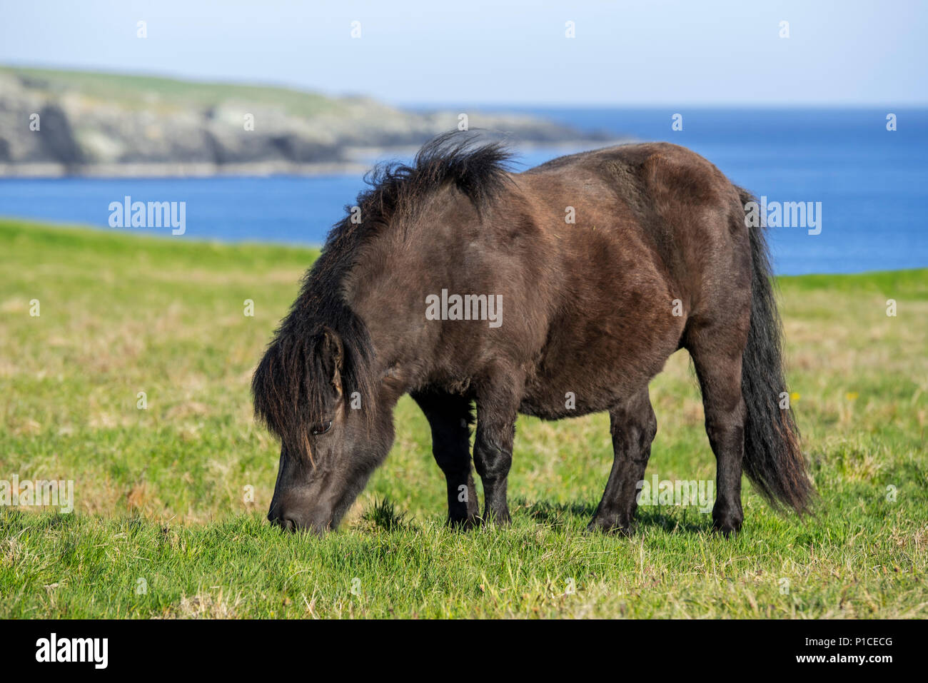 Poney Shetland noir paissant dans les prairies le long de la côte sur les îles Shetland, Écosse, Royaume-Uni Banque D'Images