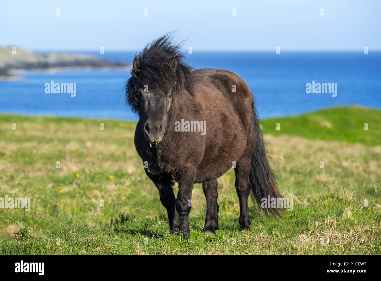 Poney Shetland noir dans la zone le long de la côte sur les îles Shetland, Écosse, Royaume-Uni Banque D'Images