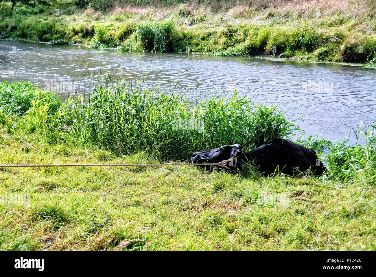 Une vache de race Frisonne dans une rivière Banque D'Images