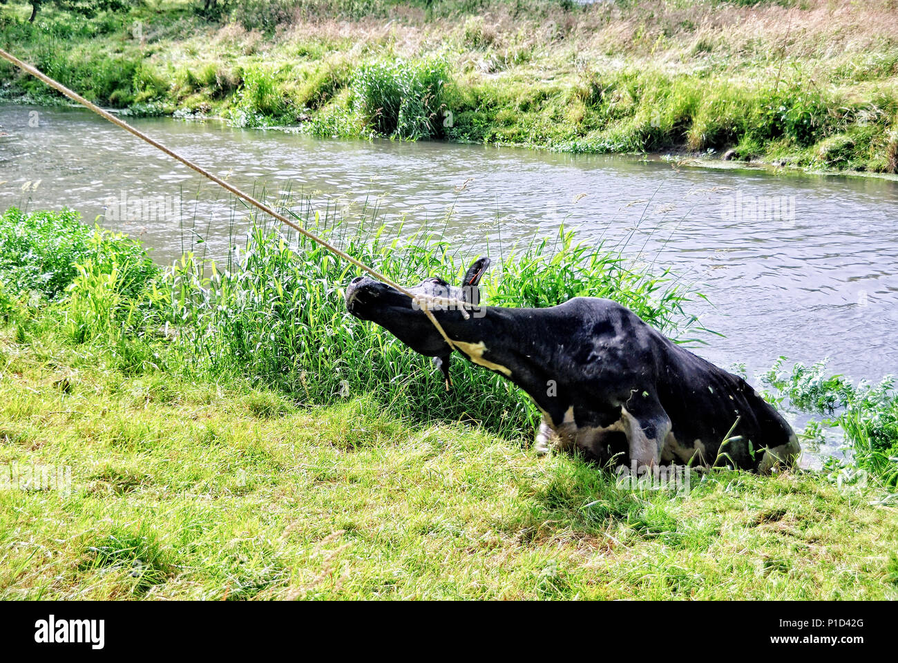 Une vache de race Frisonne d'être secouru Banque D'Images