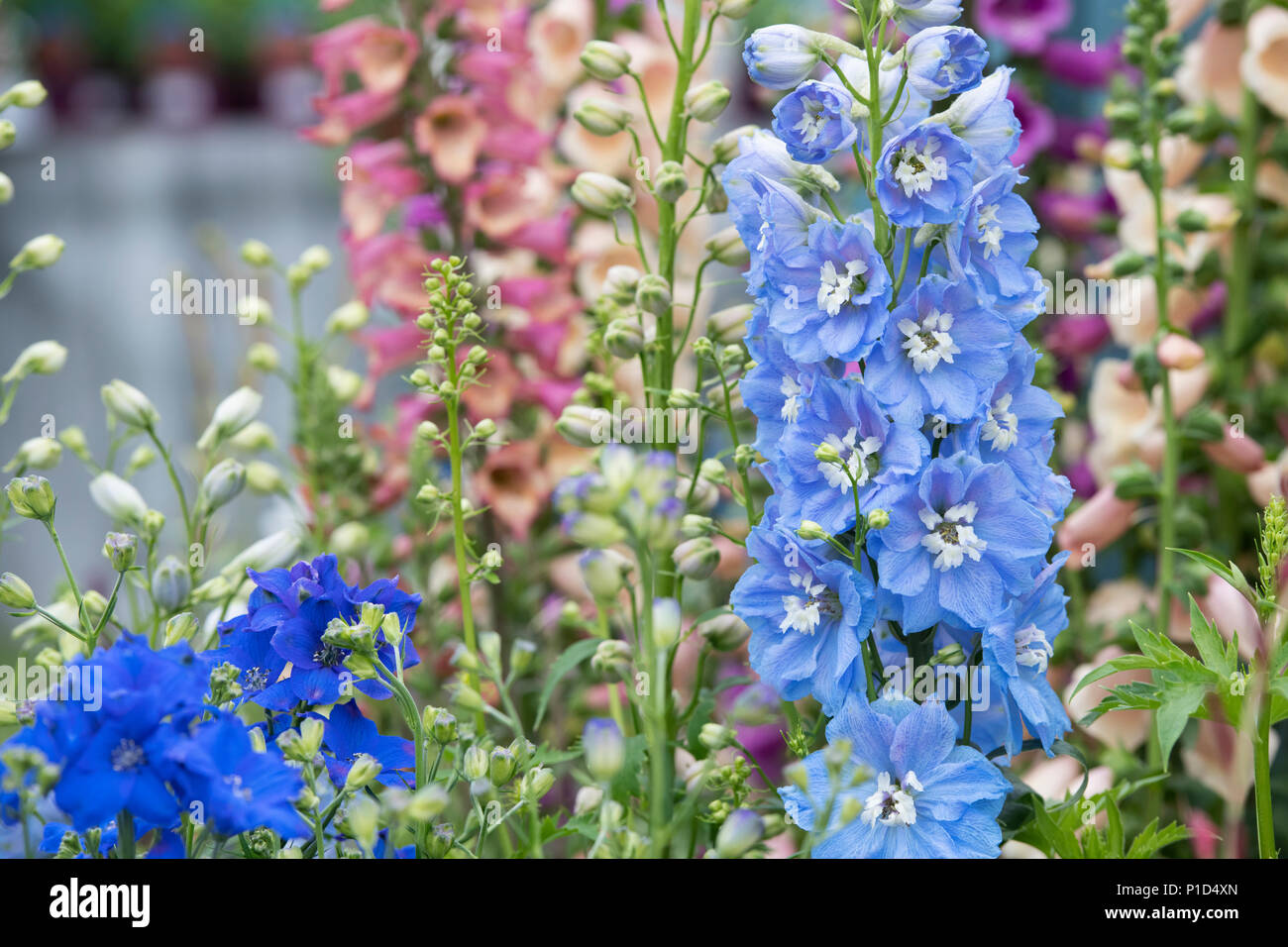 Fontaines magiques de Delphinium bleu blanc ciel abeille sur un affichage à un flower show. UK Banque D'Images