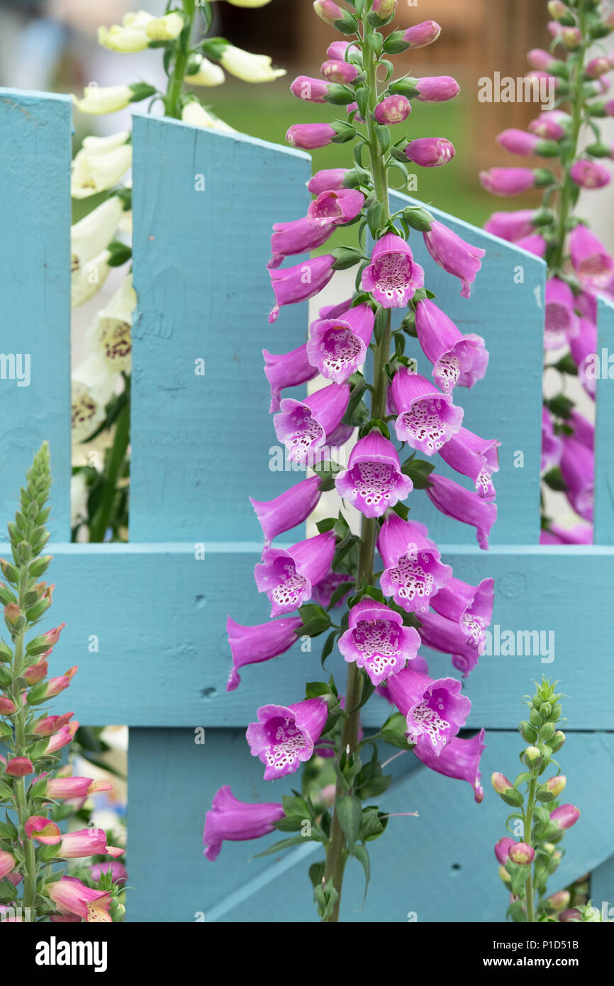 Digitalis purpurea 'Dalmatian Purple'. Foxglove 'Dalmatian Purple' sur un écran à la flower show. UK Banque D'Images
