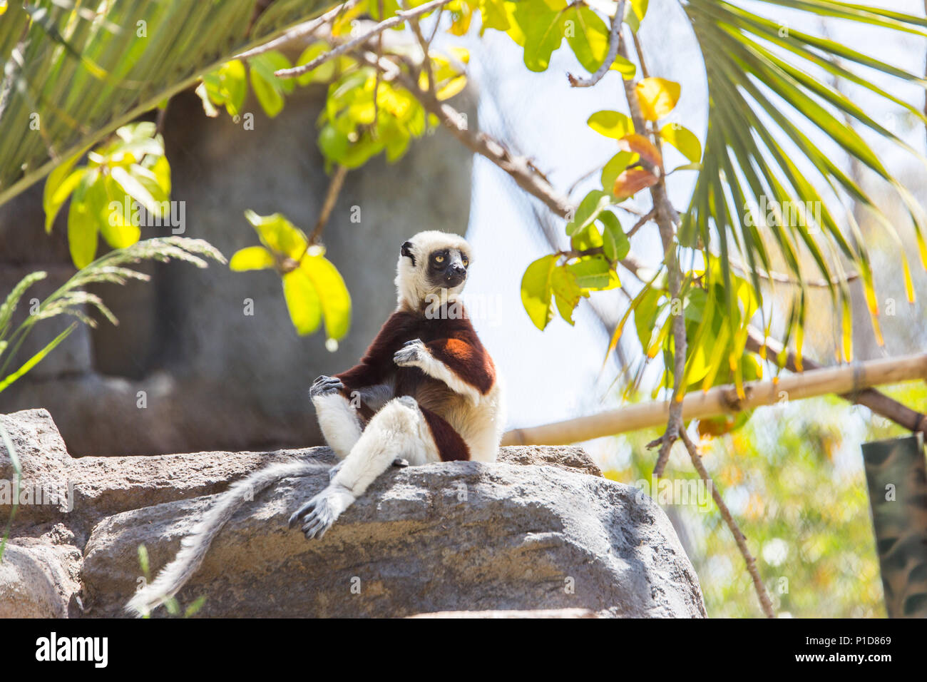 Les animaux posant pour la caméra. Banque D'Images