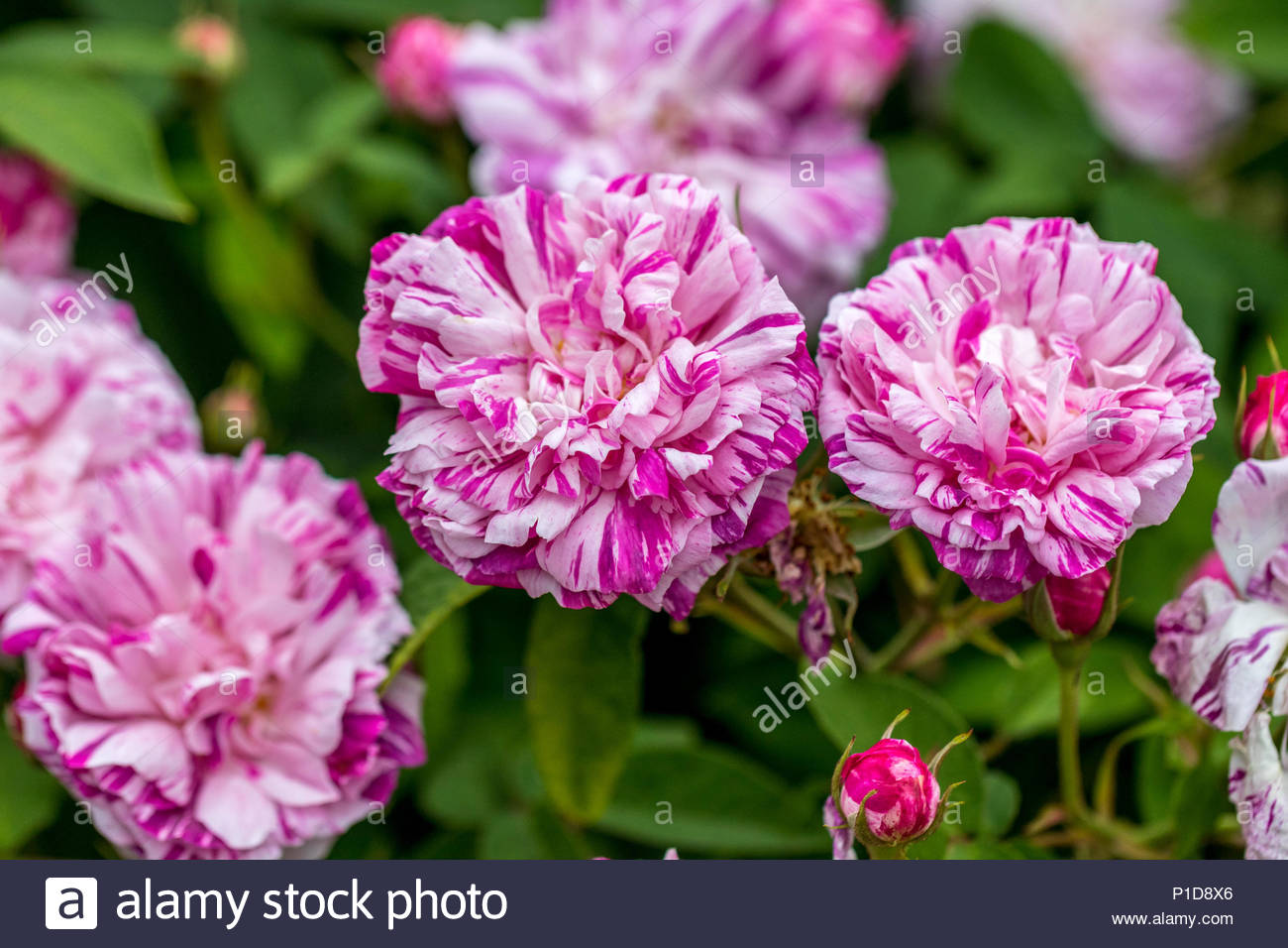 Hybridé Par Vibert En 1845 Gallica Rose Perle Des