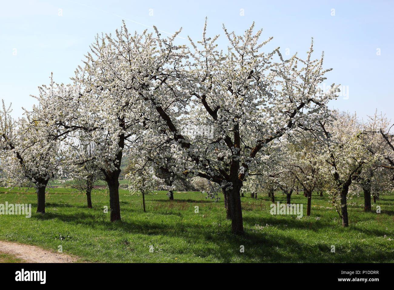 Fleur de cerisier, la floraison des cerisiers, ici dans la Suisse franconienne, Haute-Franconie, Bavière, Allemagne Banque D'Images